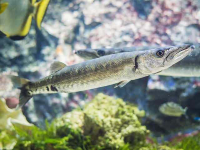 A barracuda fish swimming in public aquarium