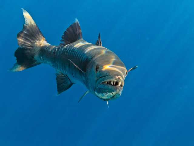 Giant Barracuda Fish driving in under sea water