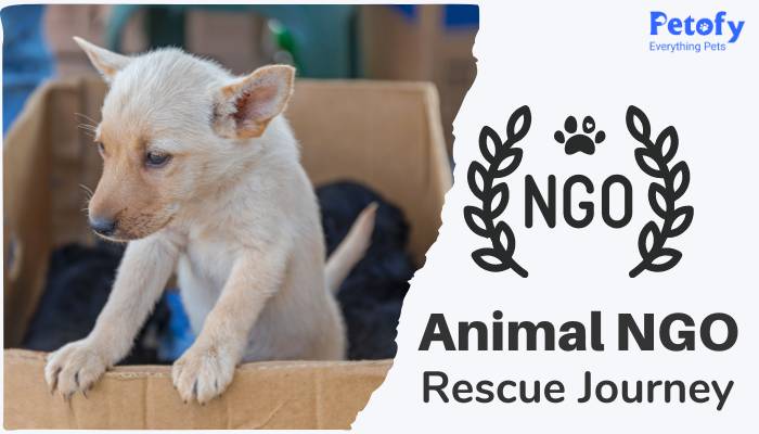 Animal NGO – Rescue Journey  