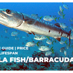 Sheela Fish/Barracuda Complete Guide | Price in India, Lifespan