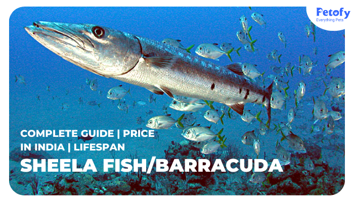 Sheela Fish/Barracuda Complete Guide | Price in India, Lifespan