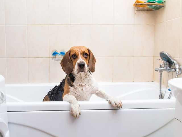beagle dog sitting in bath tub