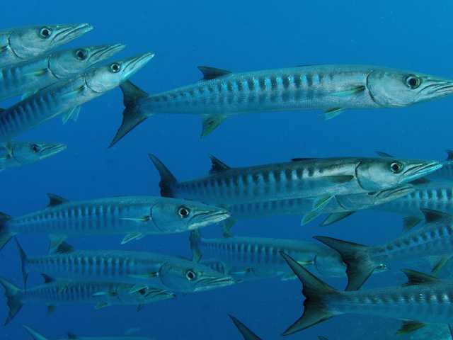 Group of sheela fish driving under sea water