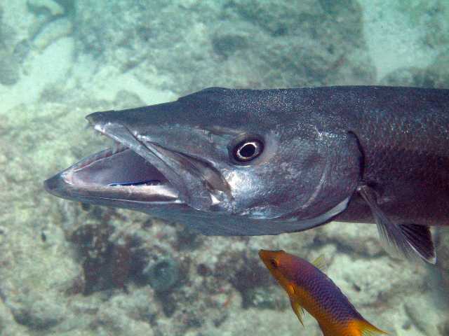 Barracuda Fish with a small fish