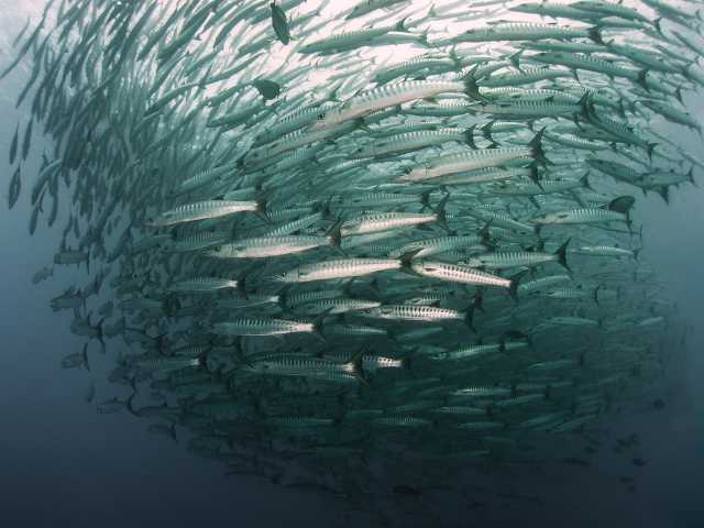 Group of Barracuda/ Sheela Fish