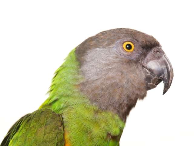 senegal Parrot with white background