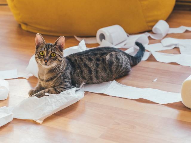 Cats Mischievous