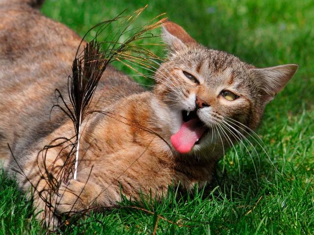 Hilarious Cats are the kings of pranking