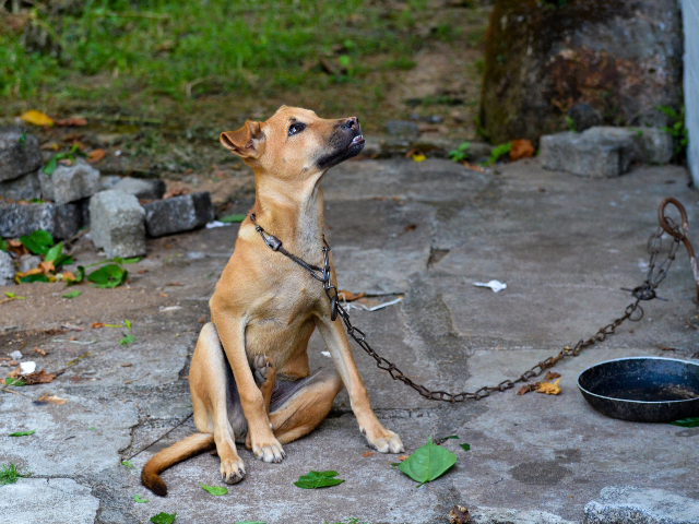 A Chaining dog is staring at someone.