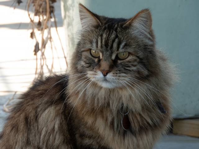 A thick hair brown cat with having a name tag around his neck sitting.