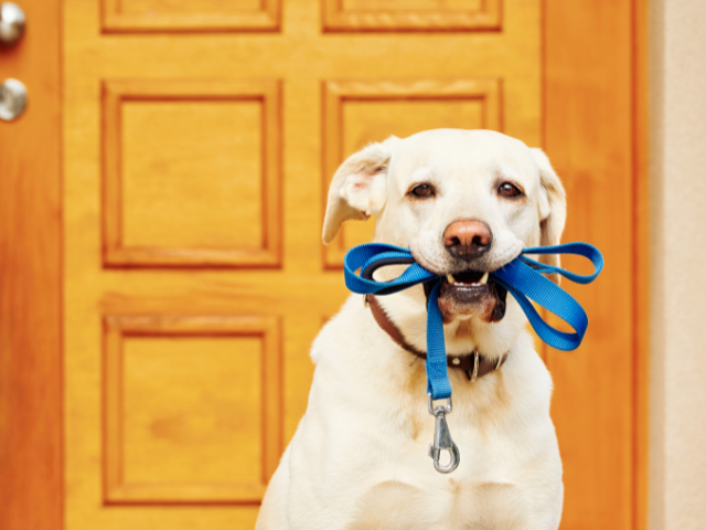A Dog holding a Standard dog leash in his mouth in front of closed door.
