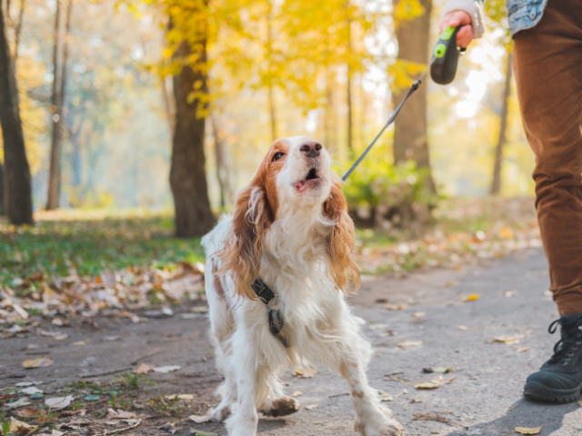 A man holding his white a brown color dog with a retractable dog leashes.