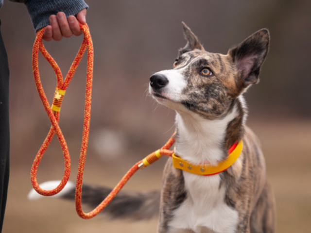 A man holding a dog by a orange color martingale leash.