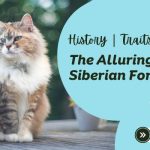 The Alluring Siberian Forest Cat: History, Traits, and Care