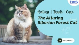 The Alluring Siberian Forest Cat: History, Traits, and Care