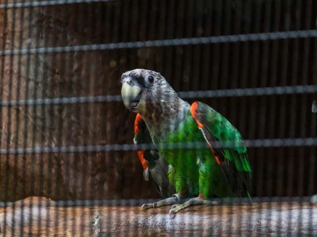 senegal parrot in cage