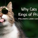 Feline look can fool you: Why Cats are the Kings of Pranking?