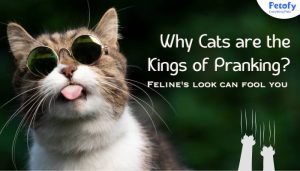 Feline look can fool you: Why Cats are the Kings of Pranking?