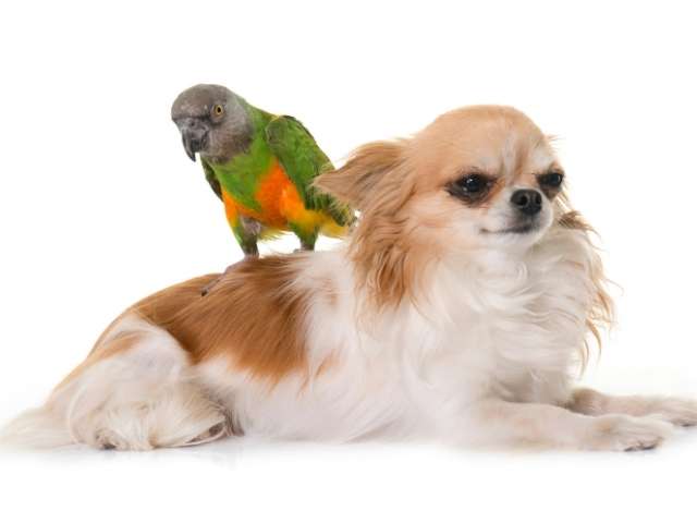 Funny Facts of Senegal Parrot