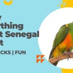 Senegal Parrot Everything You Need to Know Caring Tips, Tricks & Fun Facts