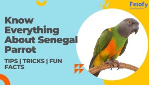 Senegal Parrot Everything You Need to Know Caring Tips, Tricks & Fun Facts
