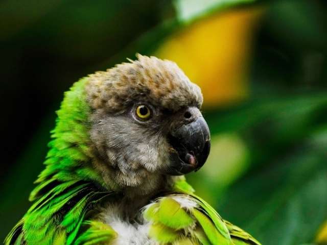 Senegal Parrot Love to make sound