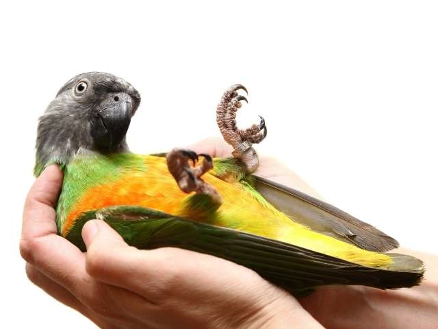 A man hold parrot in his both hands