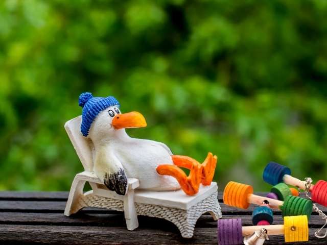Bird Toys
