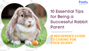 10 Essential Tips for Being a Successful Rabbit Parent: A Beginner’s Guide to Caring for Your Bunny