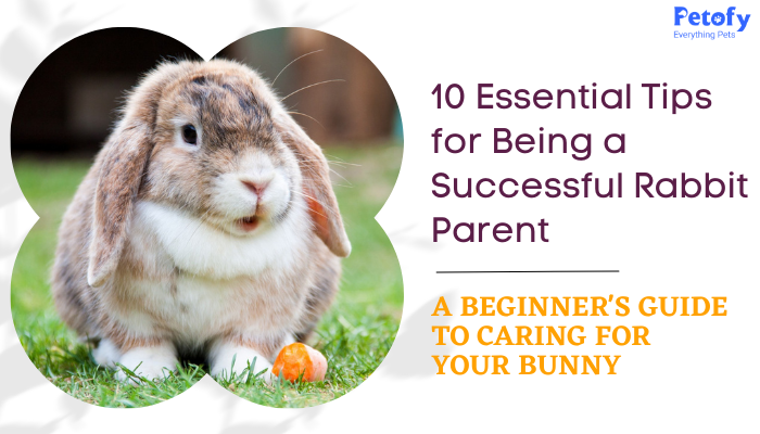 10 Essential Tips for Being a Successful Rabbit Parent: A Beginner’s Guide to Caring for Your Bunny
