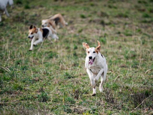 American Foxhound the Hunting Dog Breed