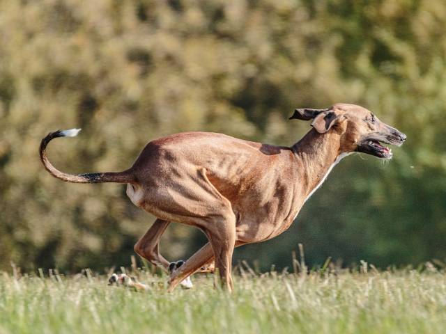Hunting Dog Azawakh
