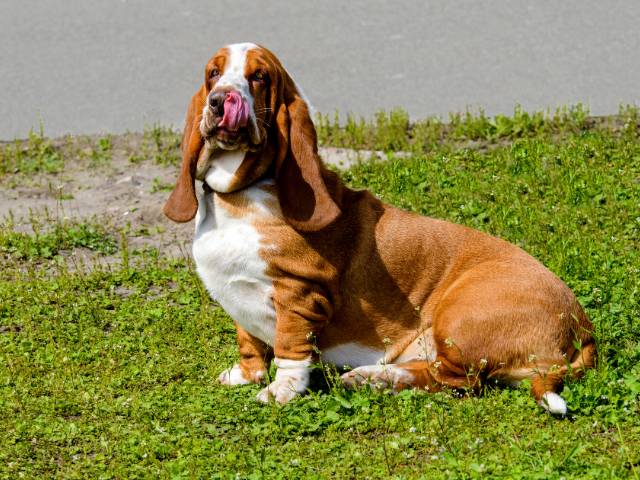 Hunting Dog Basset Hound
