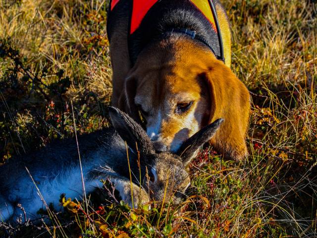 Beagle