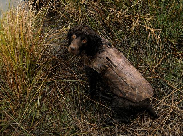 Hunting Dog Boykin Spaniel