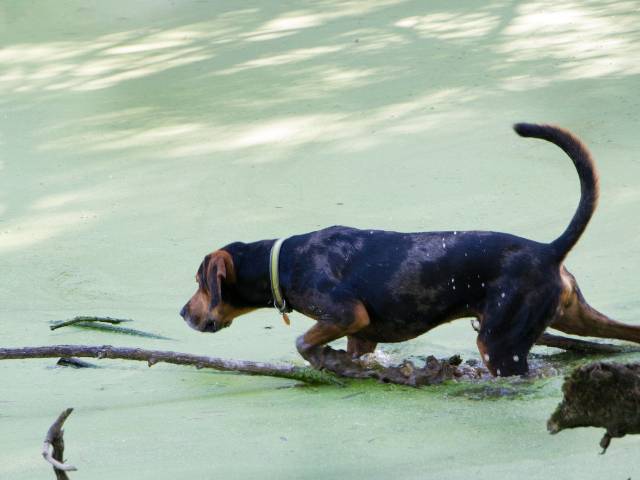 Coonhound