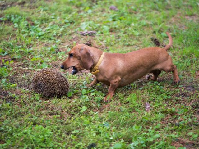 Hunting Dog Dachshund