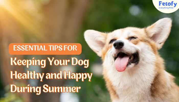 Essential Tips for Keeping Your Dog Healthy and Happy During Summer