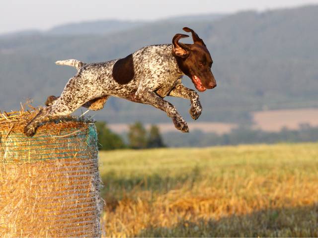 German Shorthaired Pointer