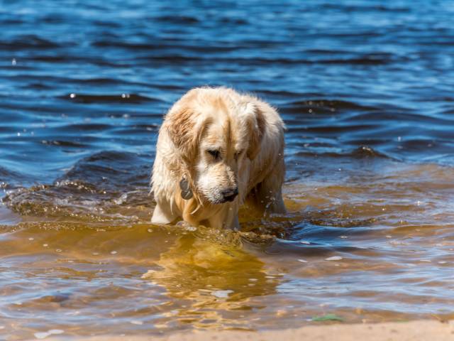 Golden Retriever Playing in River