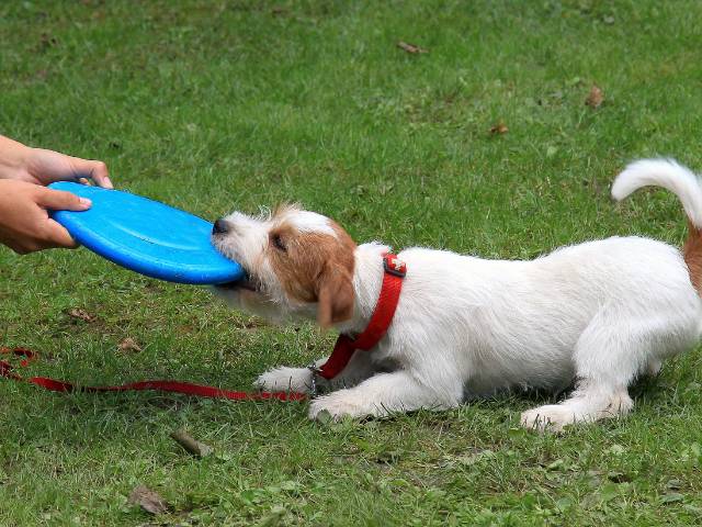 Jack Russell Terrier