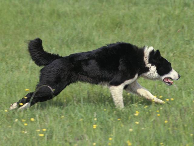 Hunting Dog Karelian Bear