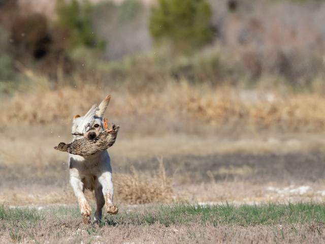 Labrador Retriever