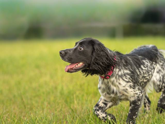 Spaniel
