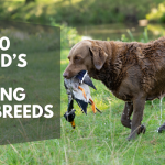 Top 20 World’s Best Hunting Dog Breeds