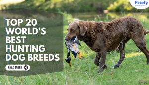 Top 20 World’s Best Hunting Dog Breeds