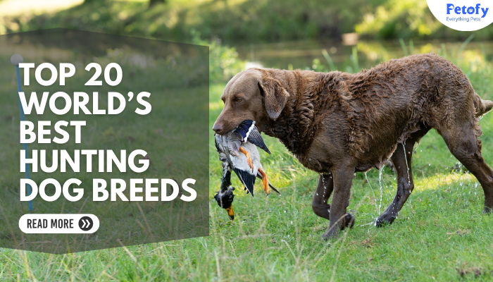 Top 20 World’s Best Hunting Dog Breeds