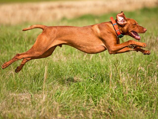 Vizslas