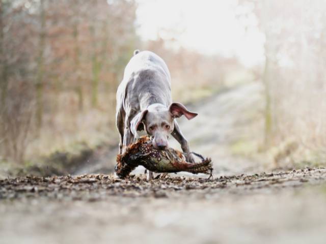 Hunting Dog Breed Weimaraner