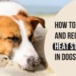 How to Prevent and Recognize Heat Stroke in Dogs?